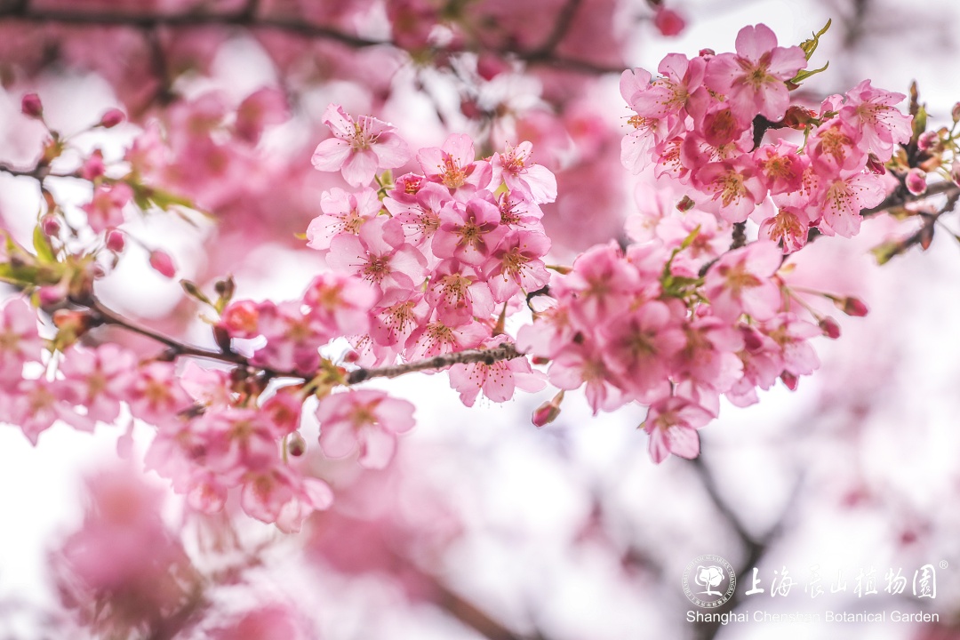 樱花高清图 实拍图片