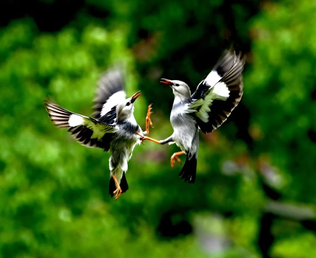 一支长焦镜头万张观鸟照片记录生态安亭