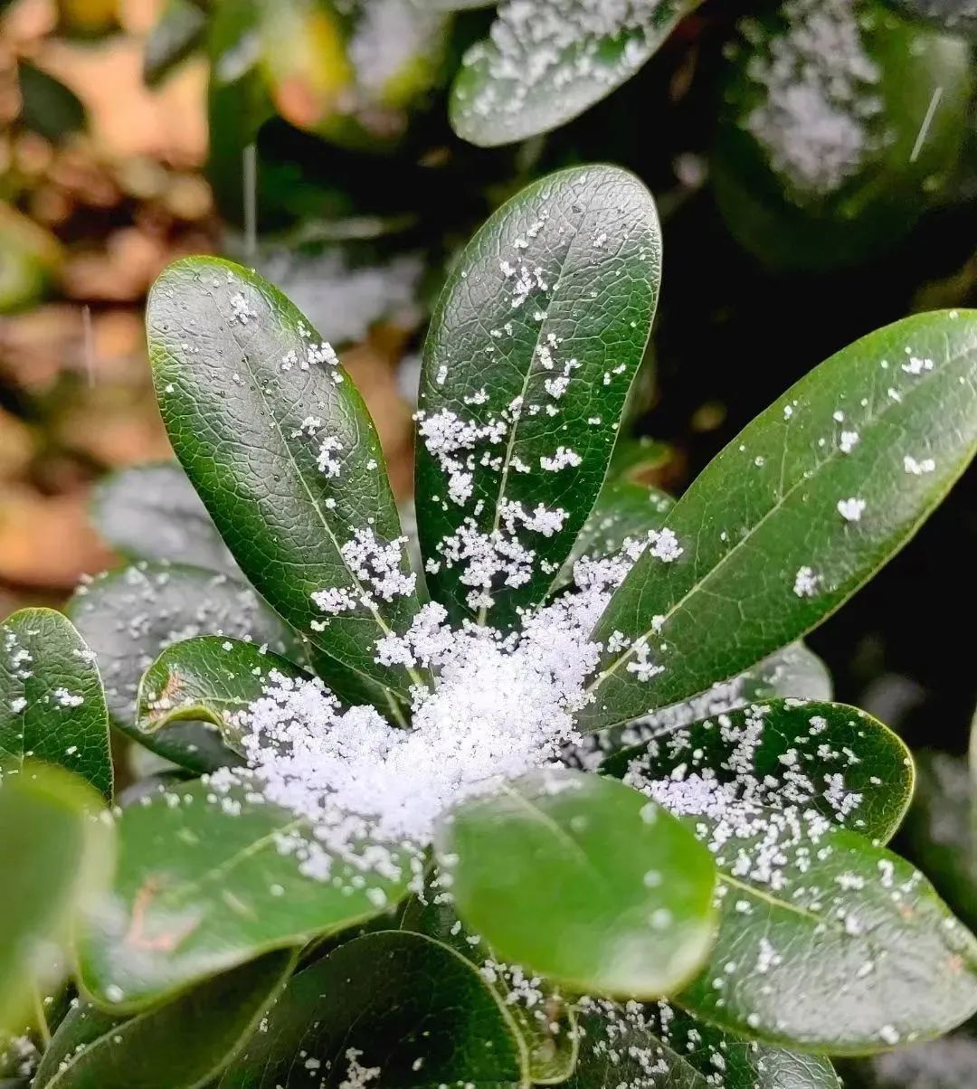 快去看上海下雪了虽是毛毛雪但不是头皮雪道路结冰黄色预警高挂出行