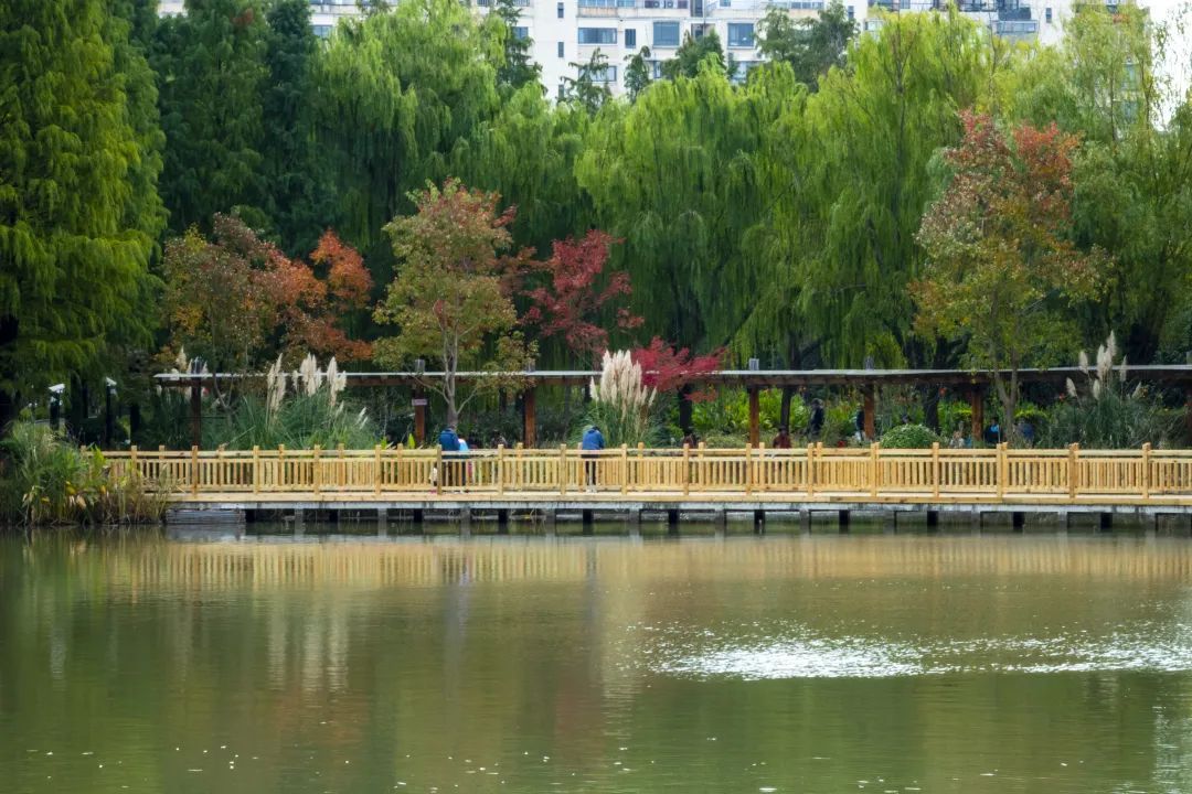 金桥公园原有特色月季花墙以另一种形式得到呈现,期