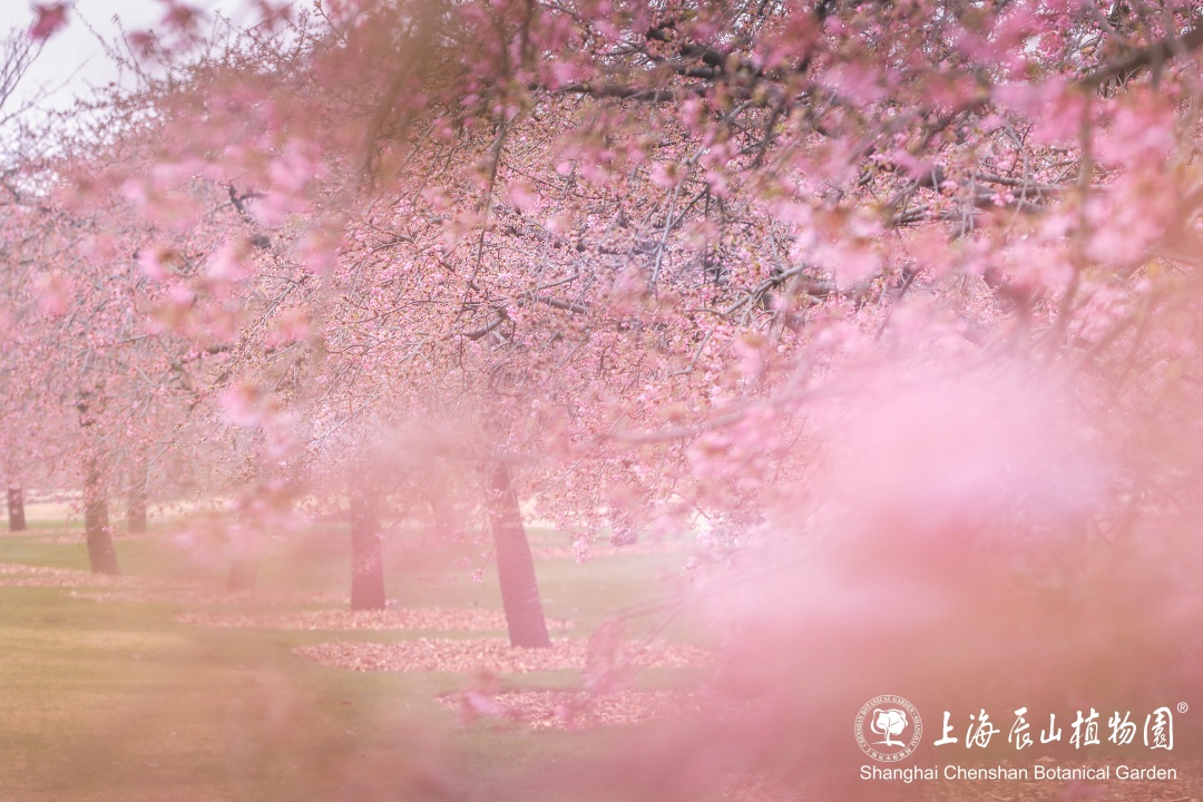 浪漫樱花季开启松江这里的河津樱将迎来最佳观赏期美图抢先看