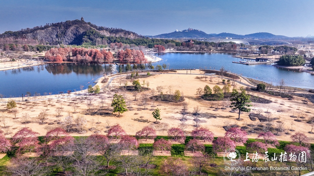 提示最新播报辰山樱花大道将在下周迎来最佳观赏期