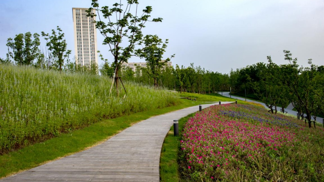 桃浦中央绿地入选市海绵城市示范项目来智创top享产城精彩