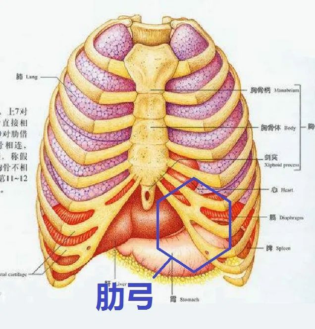 前胸位置图片