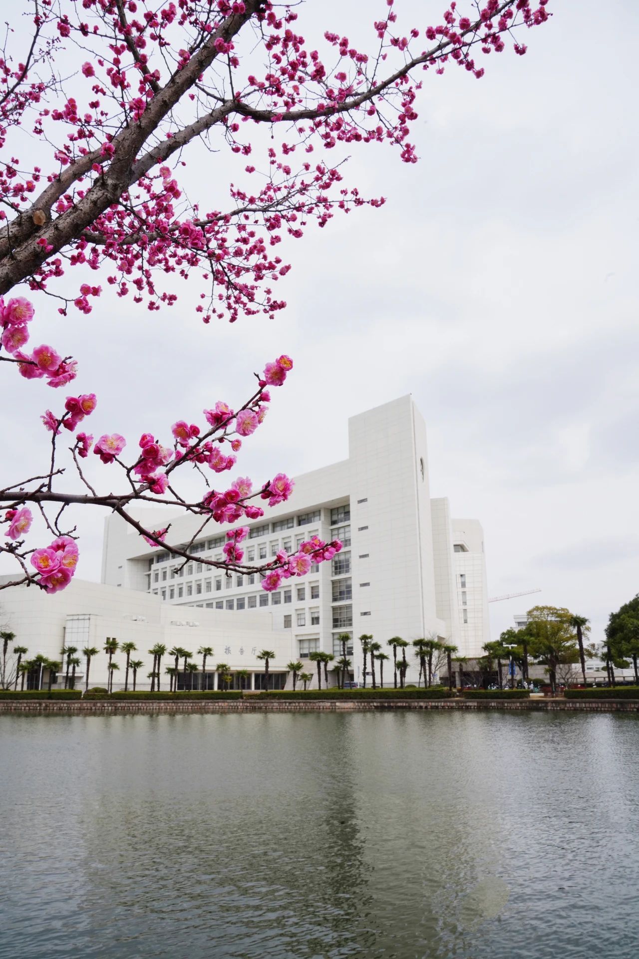 大学校园春景图片