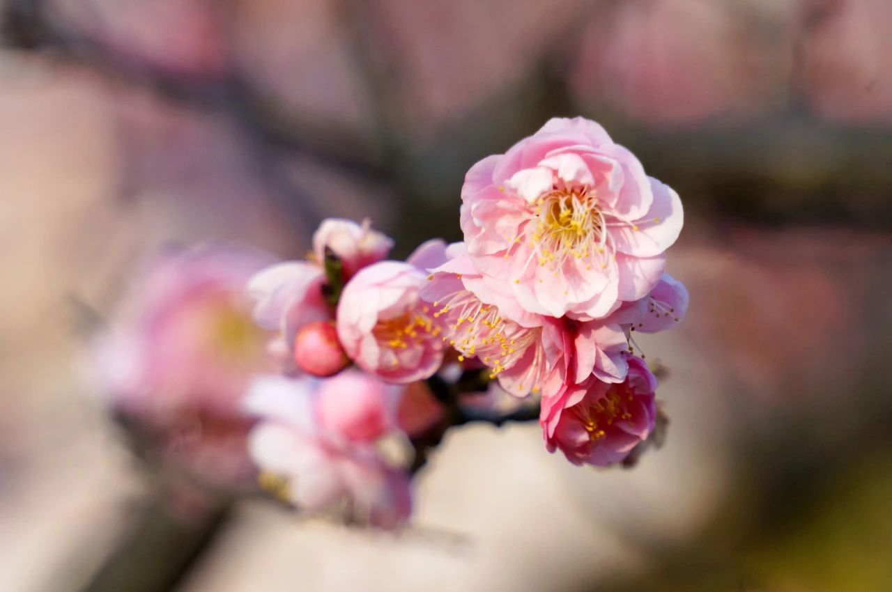 上大花开你听这是春的脚步