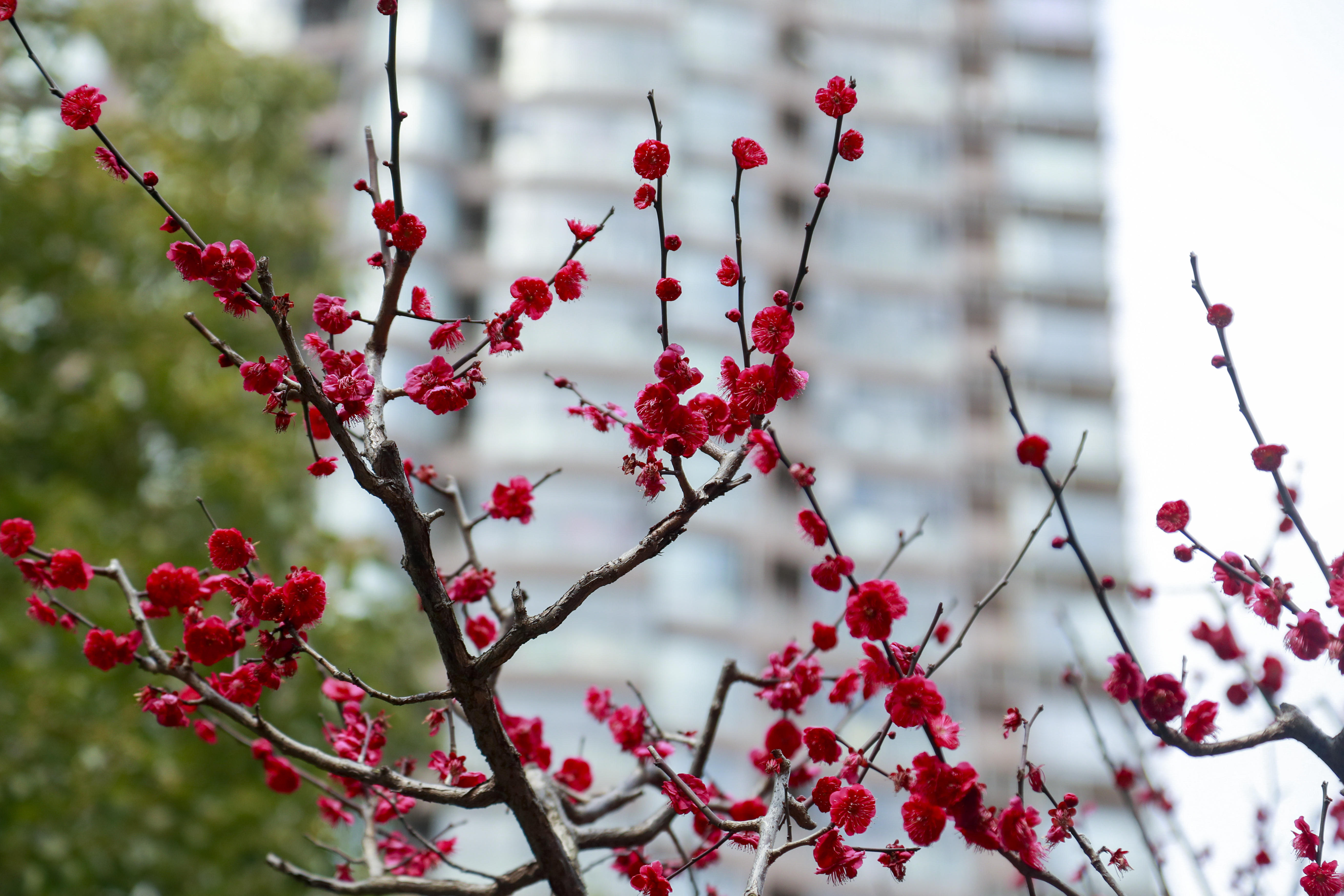 上海蓬莱公园梅花图片