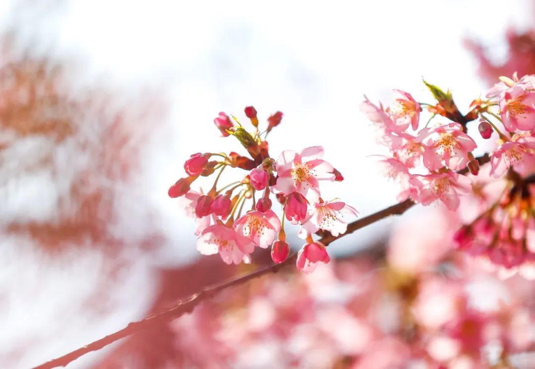 辰山植物园河津樱已进入初花期预计本周末开启最佳观赏期乐悠游