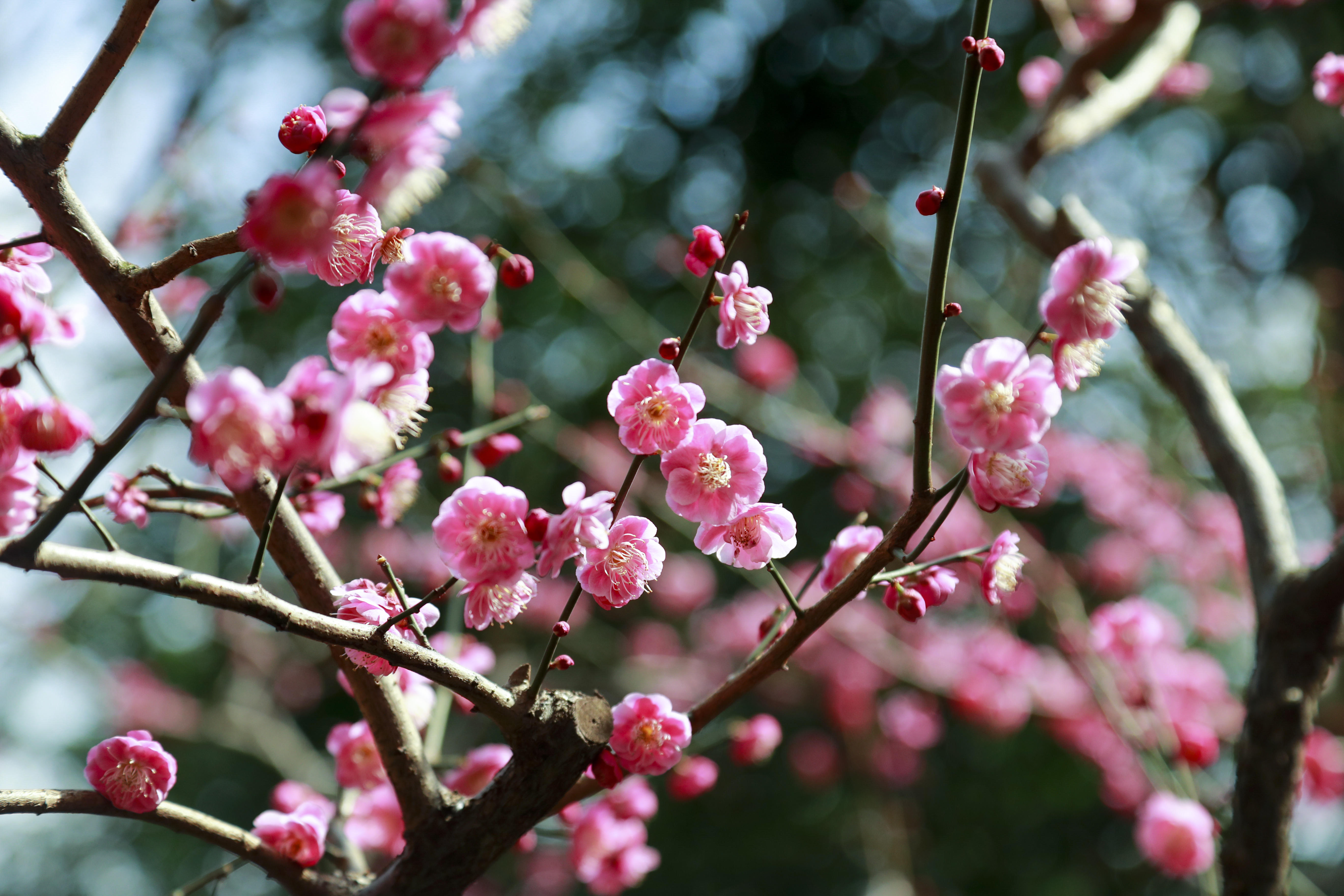 阳光回归梅花盛开