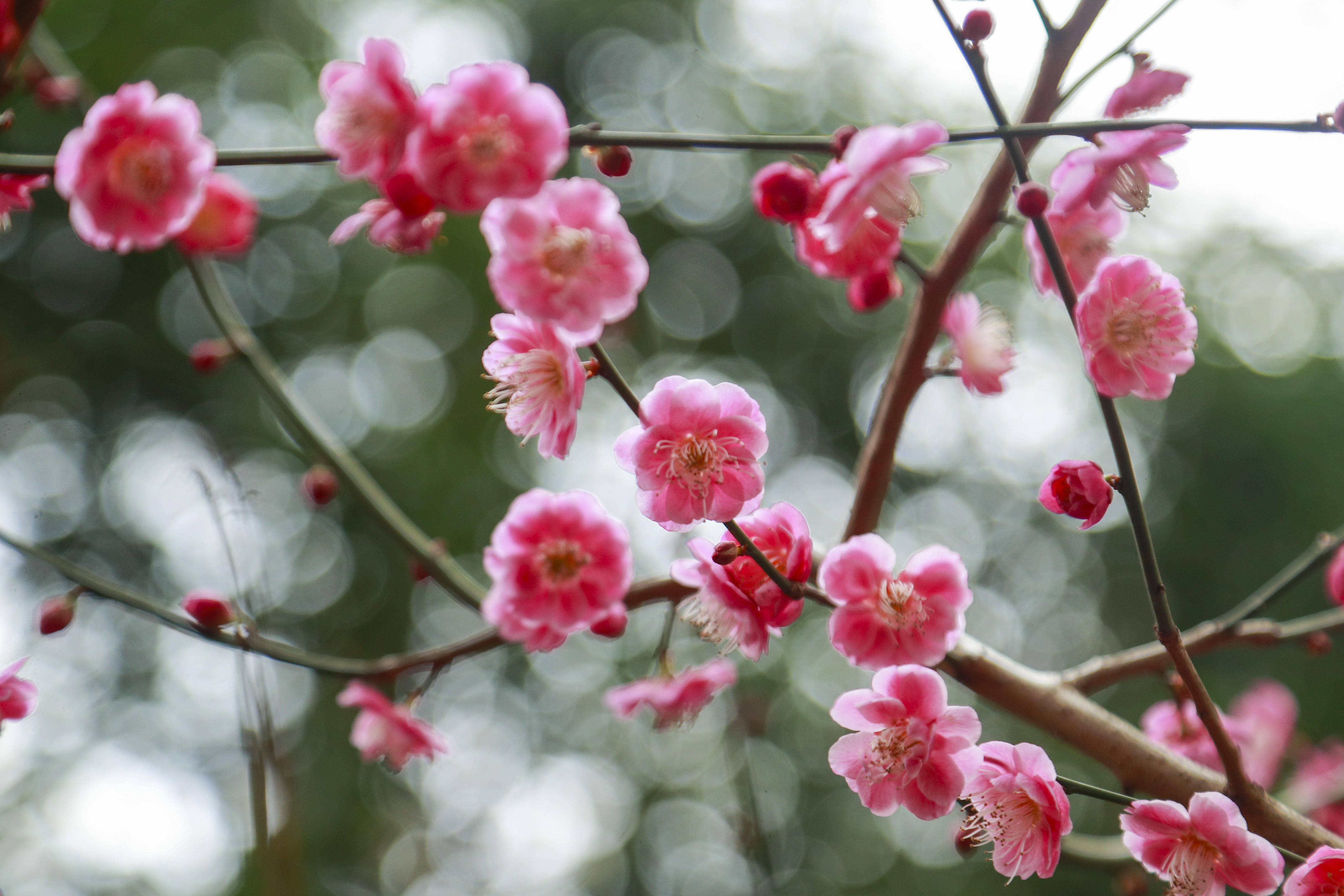 阳光回归梅花盛开