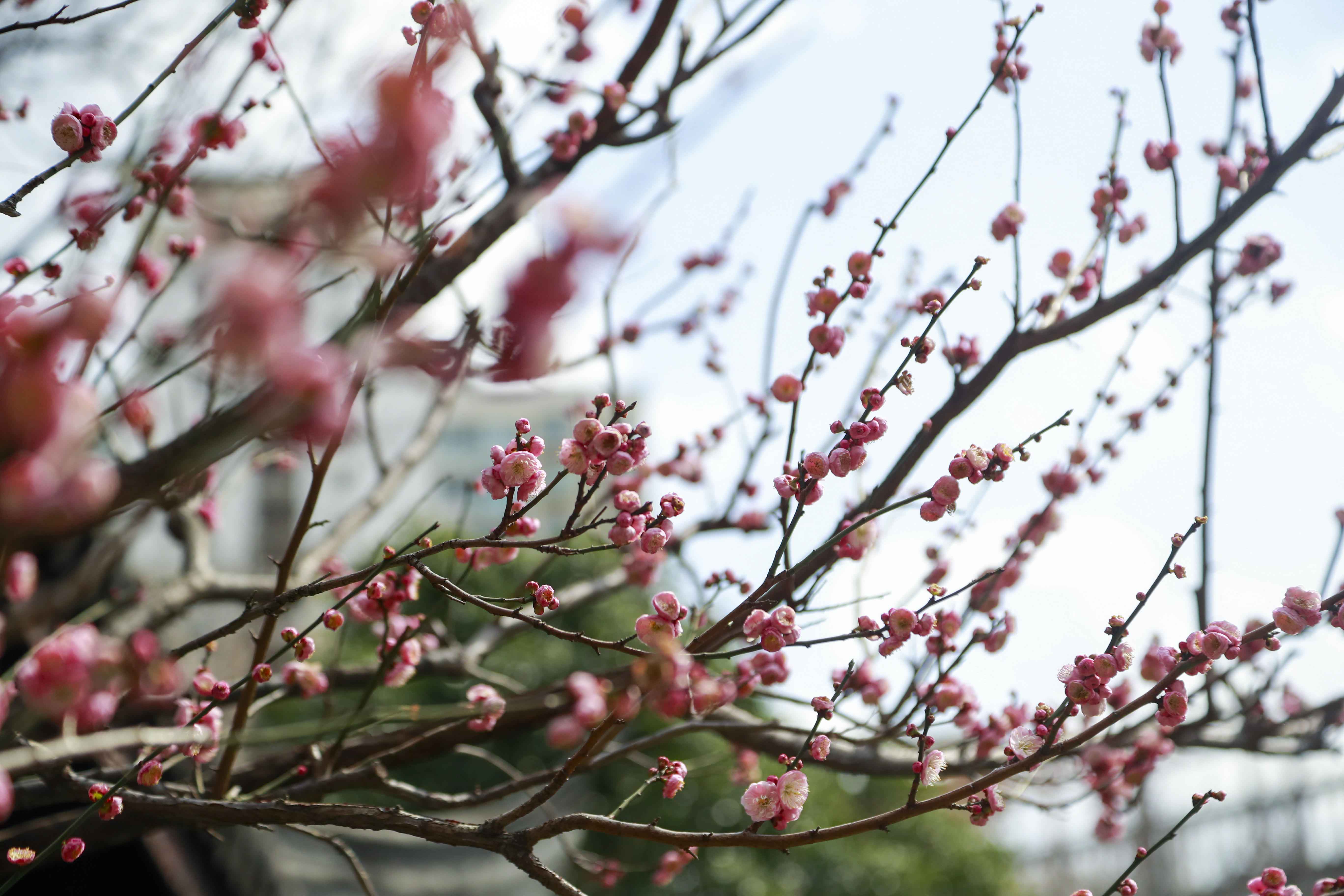 阳光回归,梅花盛开!