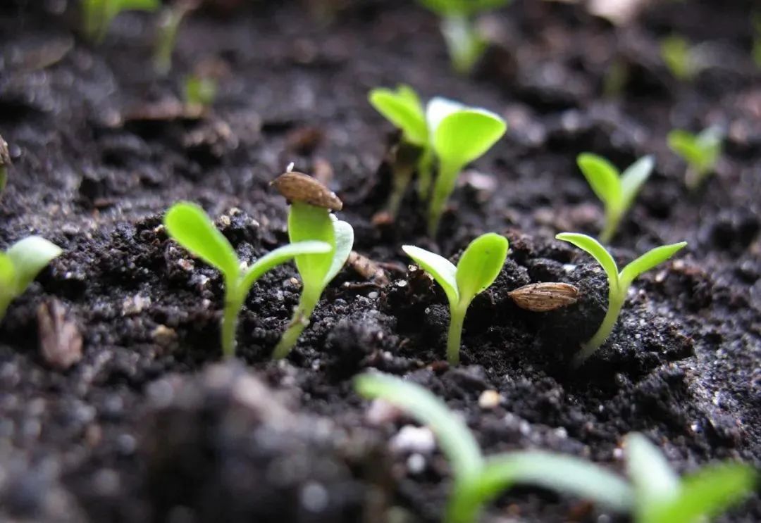 瓠瓜(夜开花),南瓜,丝瓜,早毛豆,菜豆,豇豆等春播蔬菜的播种育苗