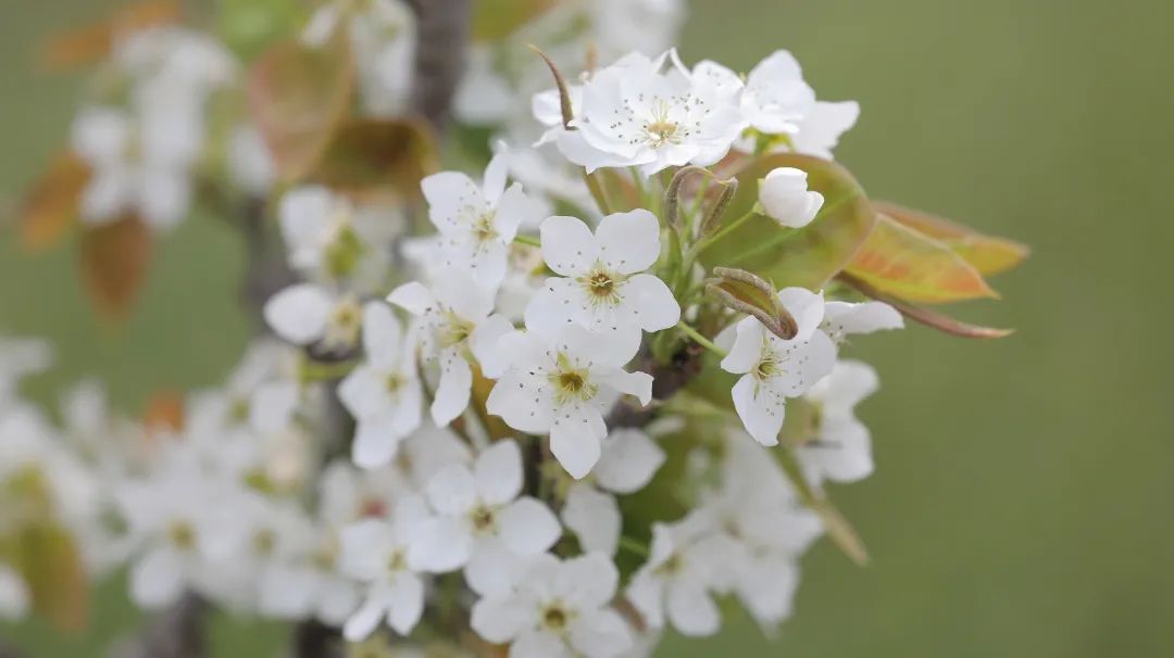 春景初盛来四团共赴一场春天的花事