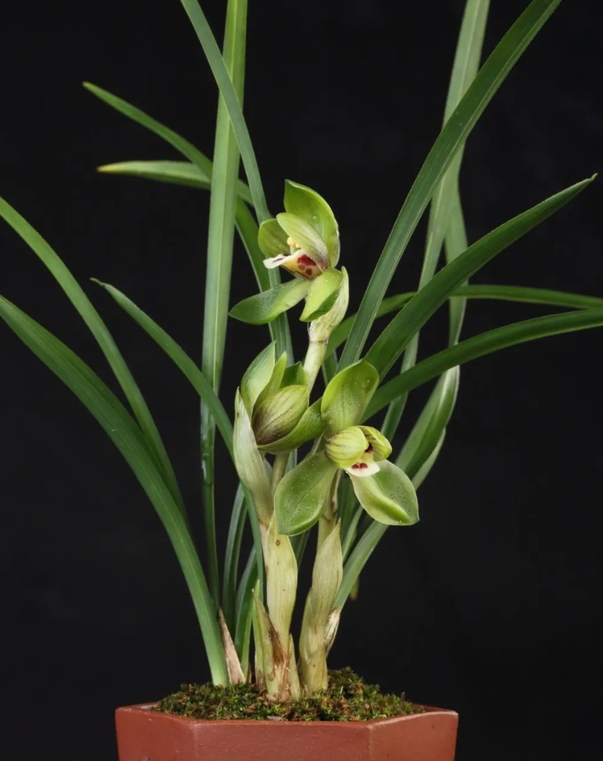 3月3日至3月10日首届上海春兰展邀你共赏