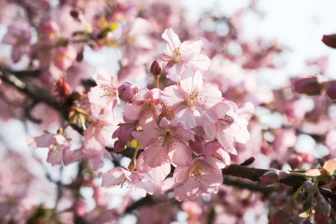 上海樱花盛放又见树霸拍摄网友吐槽挺好看的树下长满了人