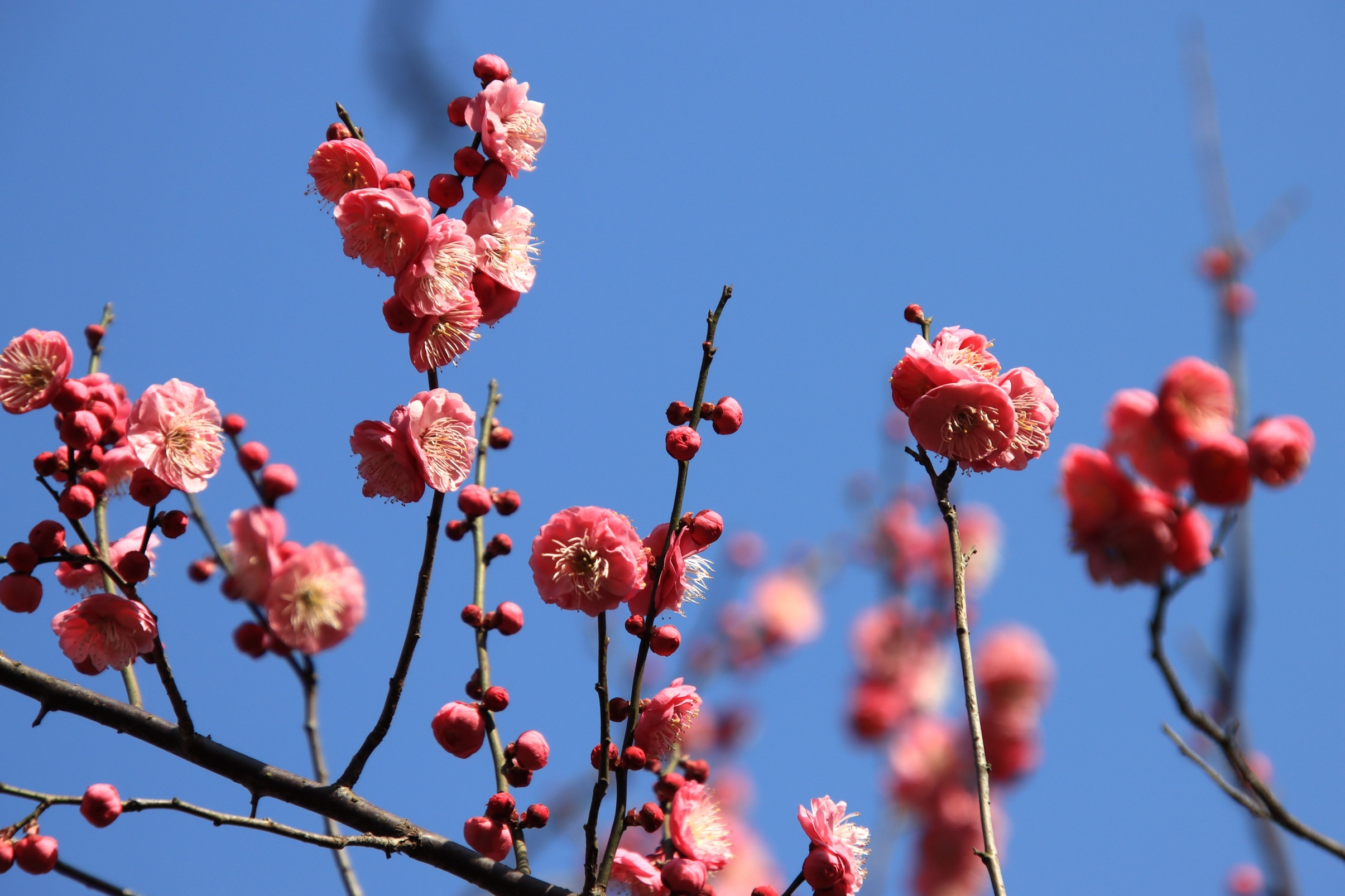 梅花的样子像什么图片