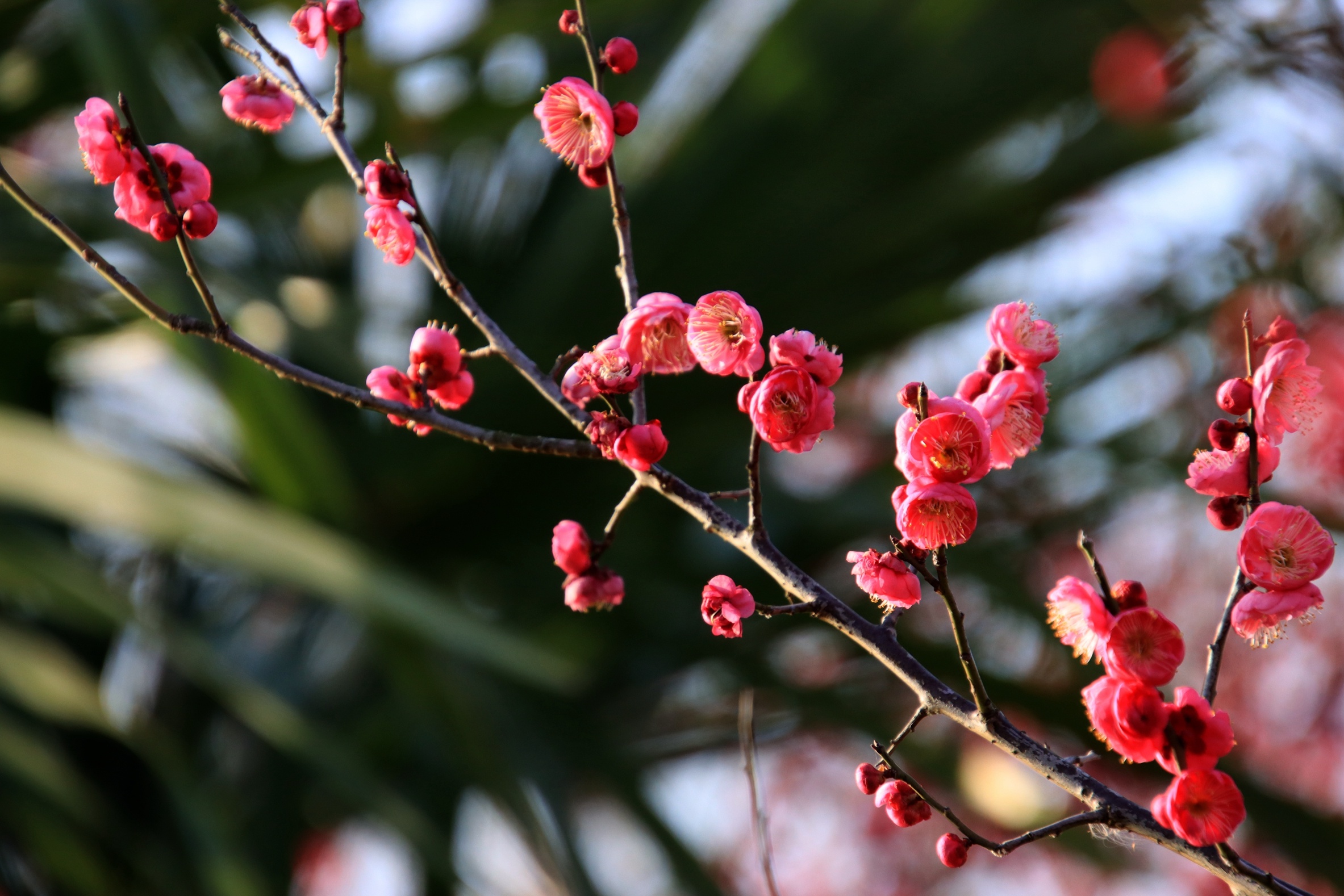 梅花开花季节图片