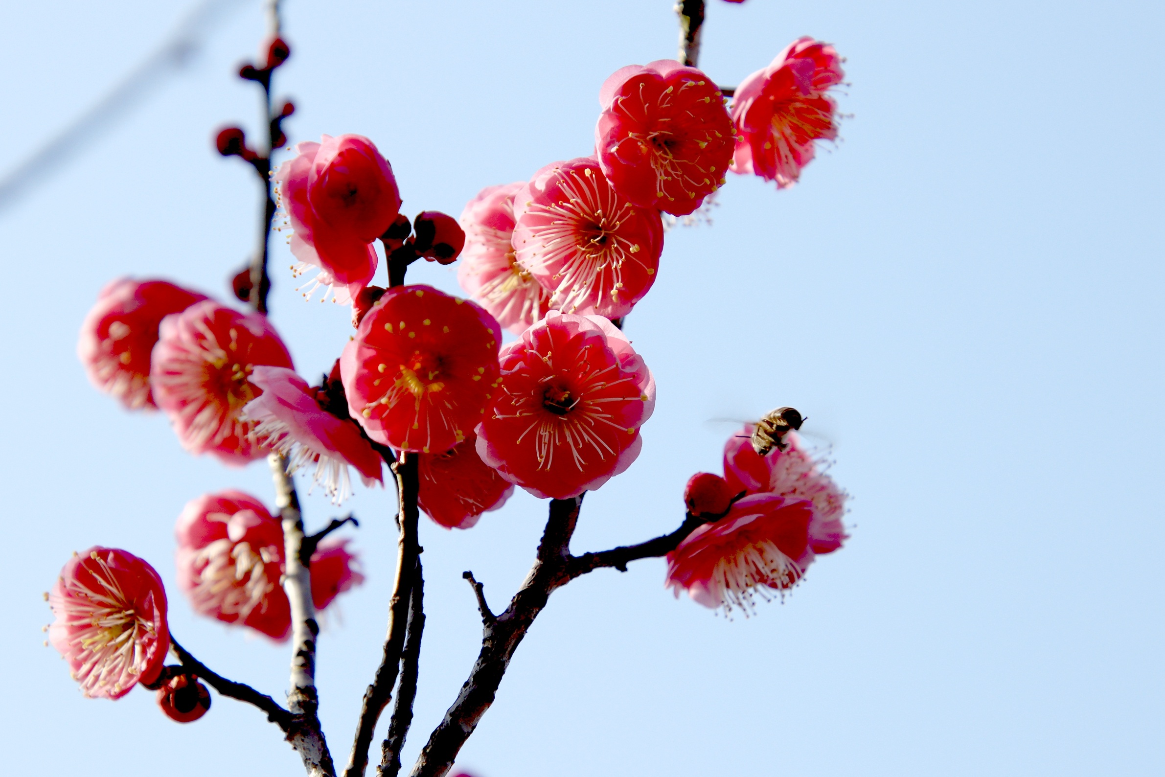 梅花有什么特点开花图片