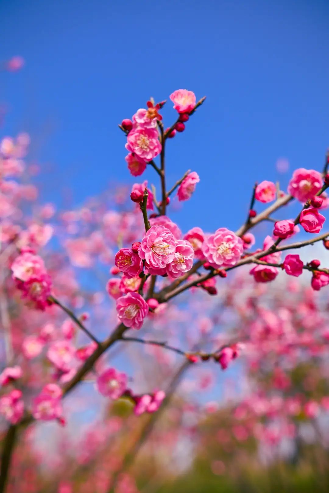 蓝天白云梅花图片大全图片