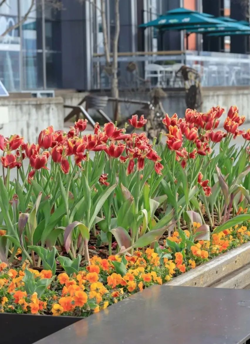 传闻郁金香有毒是真的吗来看答案