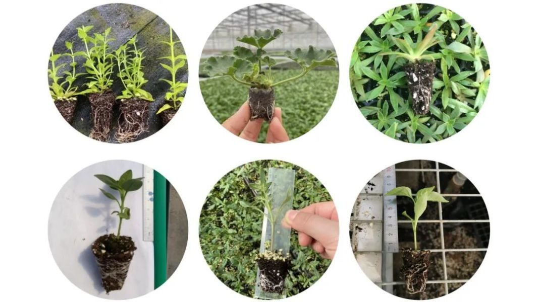 3月10日1000起2024份免费花苗盲盒等你来领取