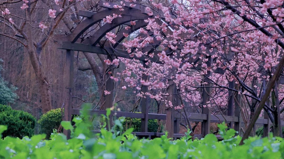 送门票2024上海樱花节浪漫启航小宝邀您共赏樱花