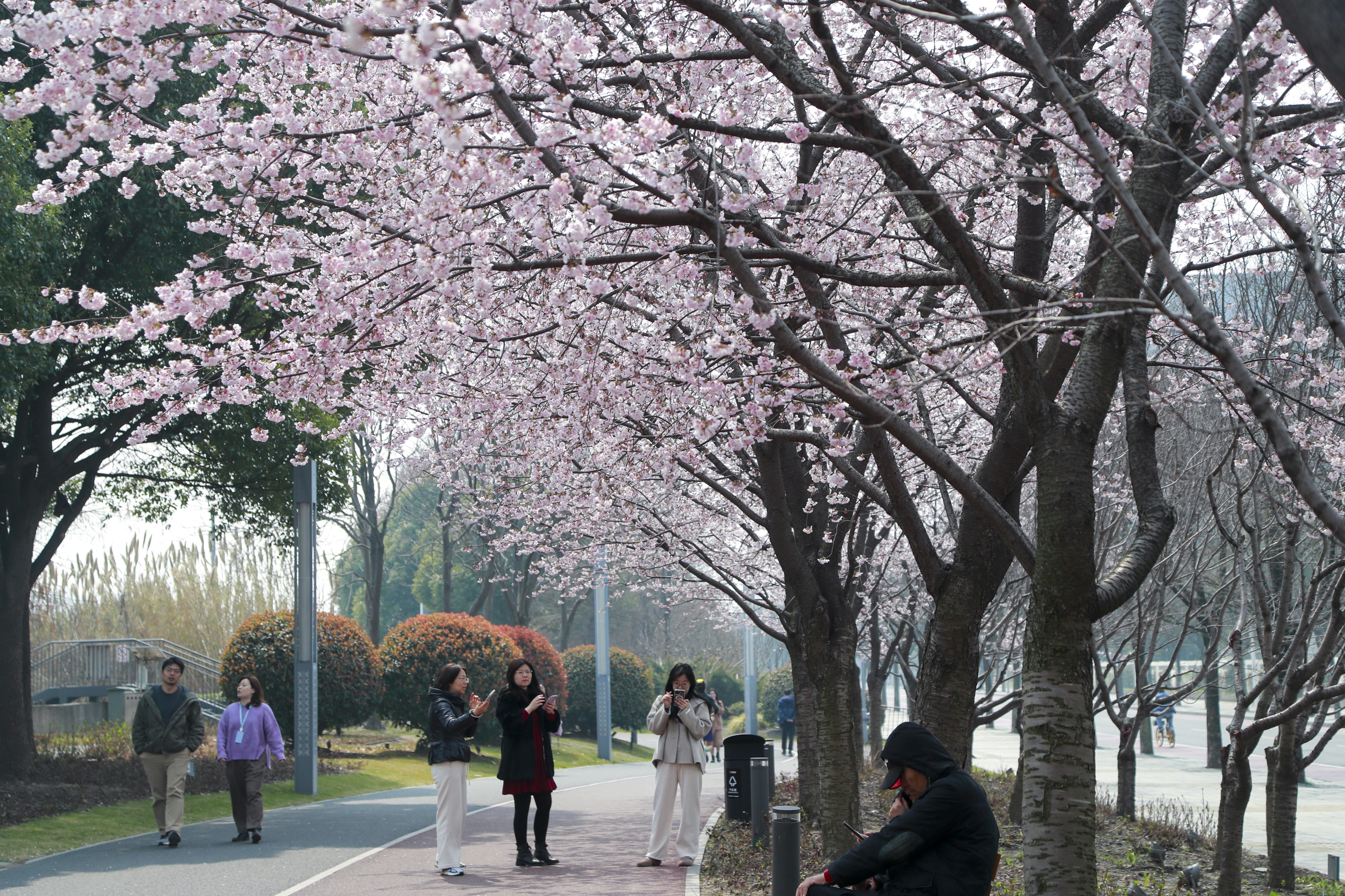 在黄浦滨江沿线,从琴键春园到苗江路半淞园路,徒步不到1公里的这条路