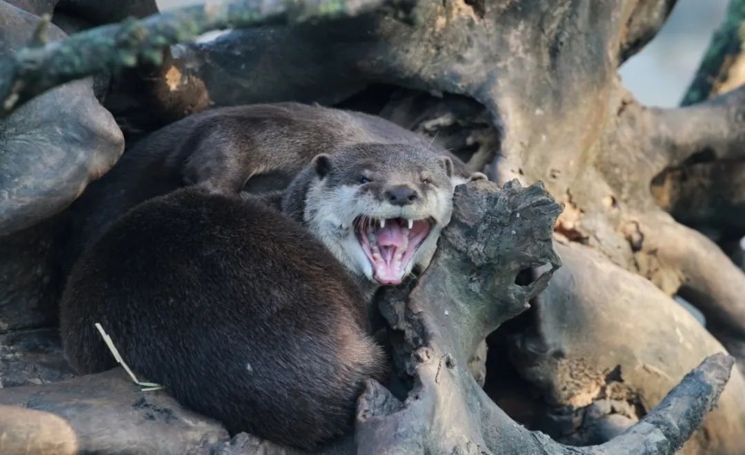 啊哈春天来和它们一起打个哈欠