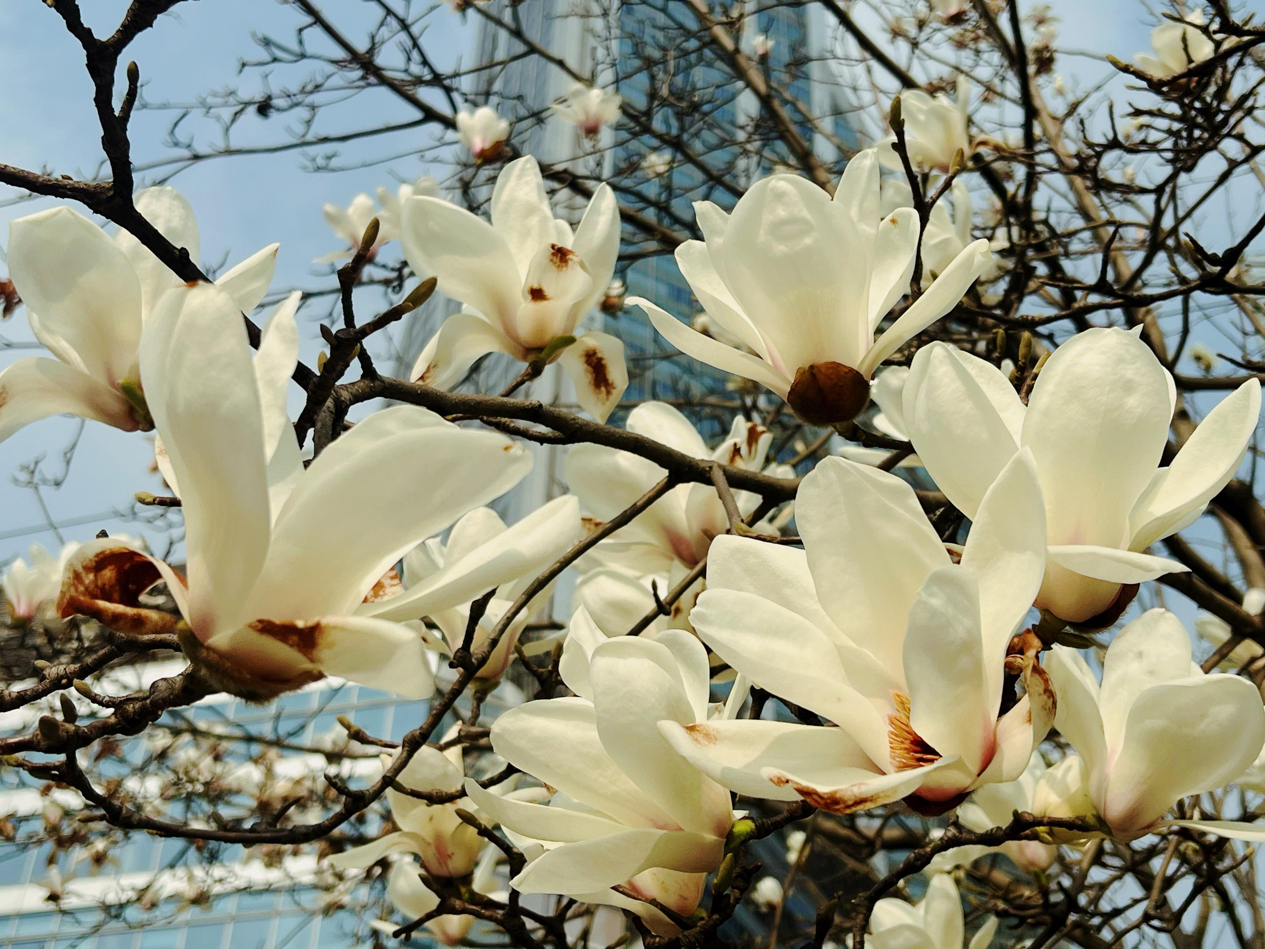 上海市花是什么花图片图片