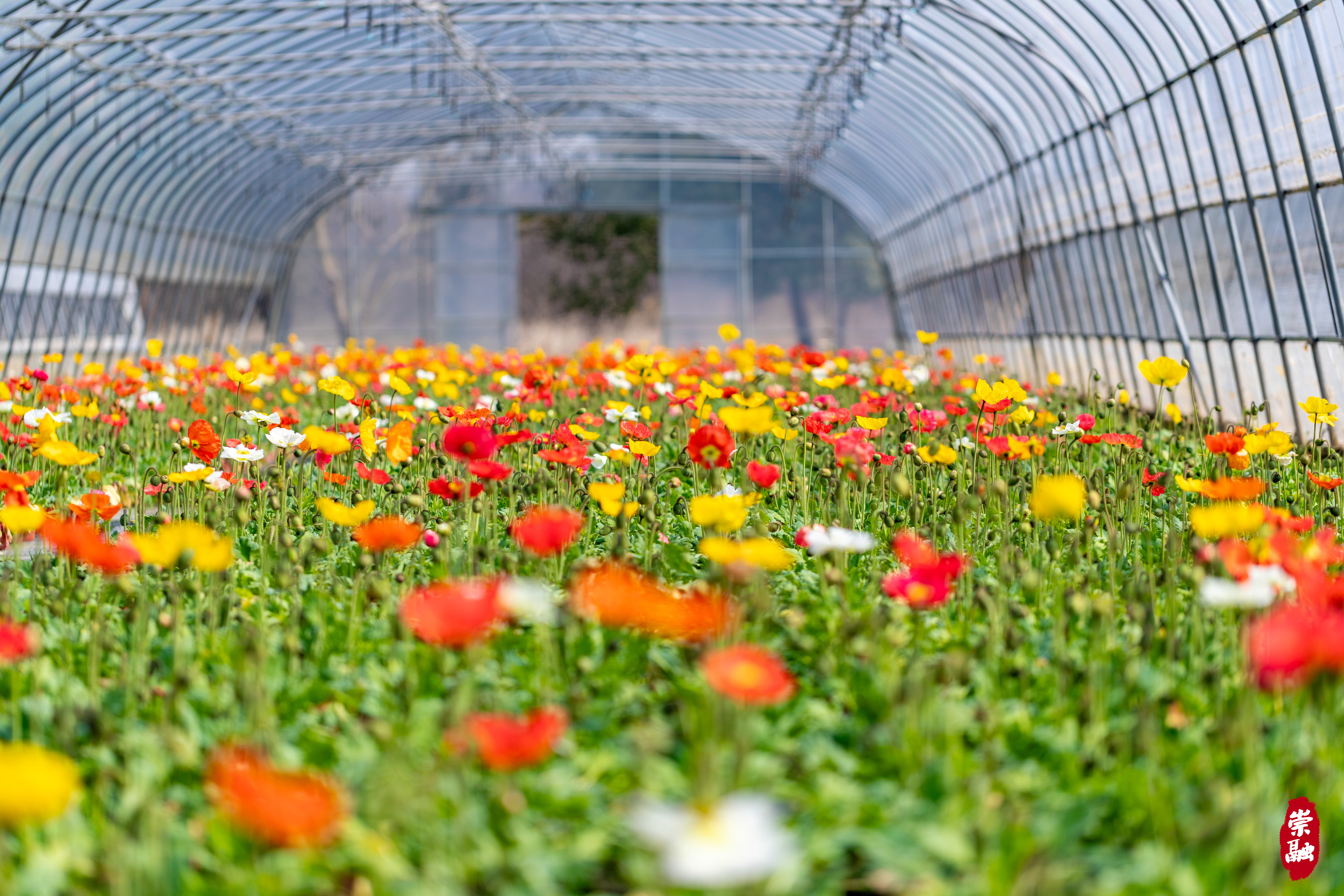 花朝节的后方基地原来在这里