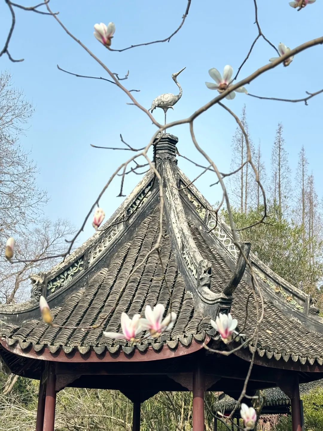 据介绍,醉白池公园栽植玉兰花20多株,主要分布在湘真榭,玉兰院,宝成楼