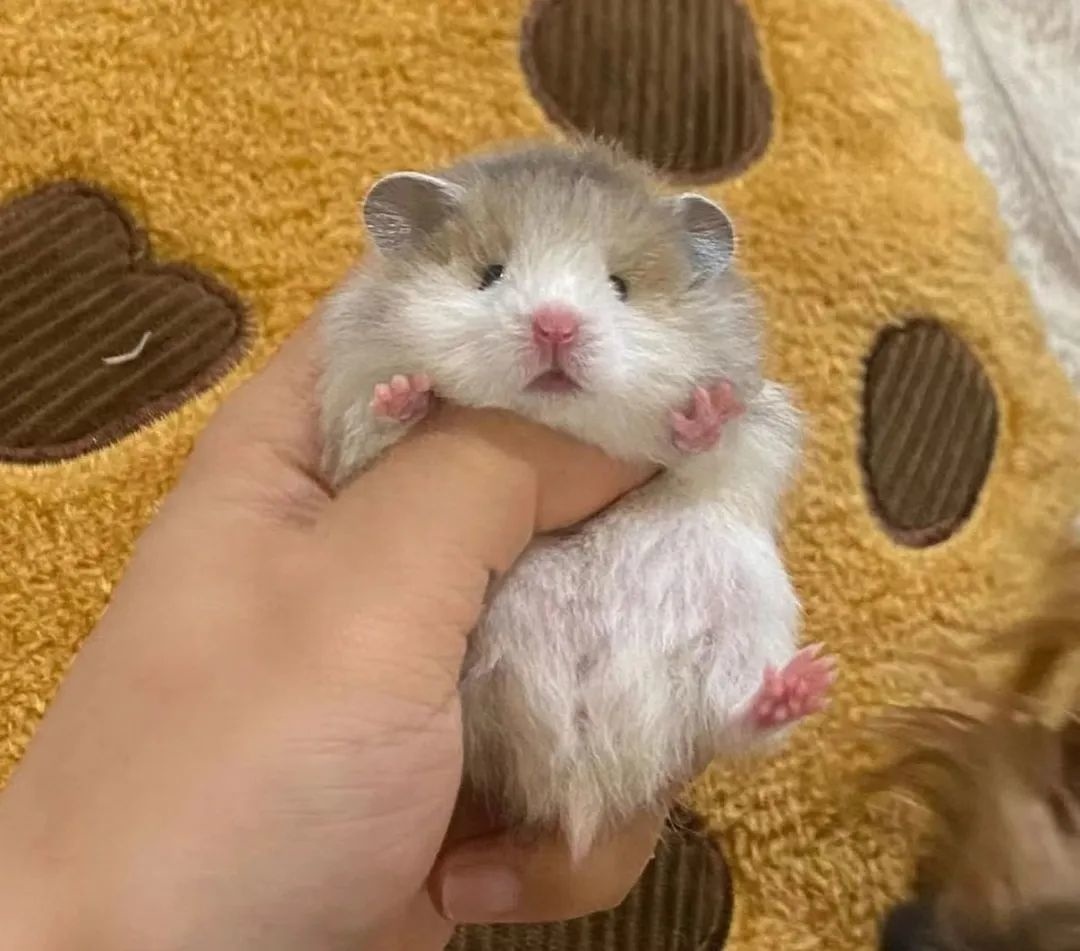 毕业后自主创业?00后的她在金山开了家仓鼠店_上观新闻