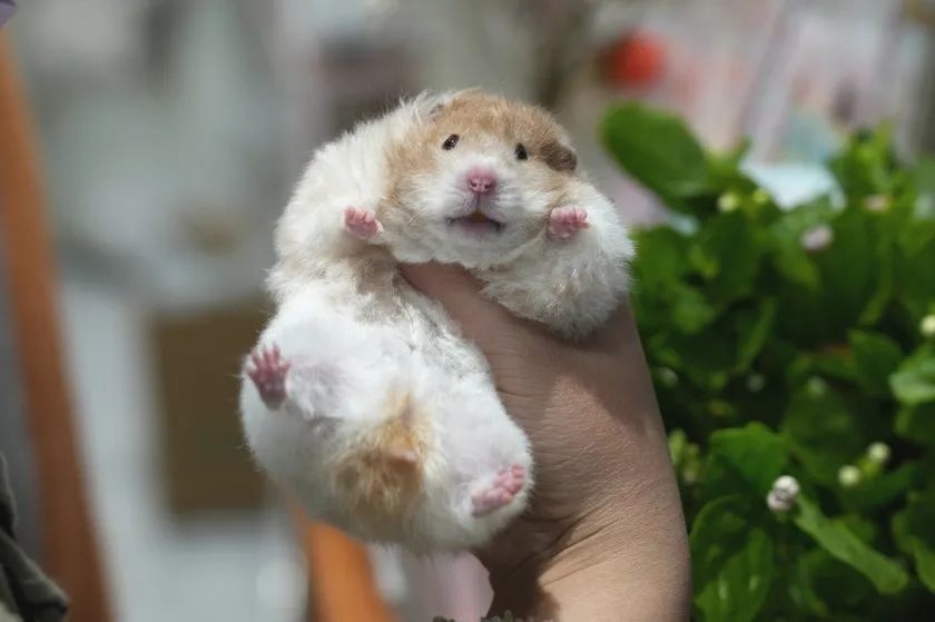 毕业后自主创业00后的她在金山开了家仓鼠店