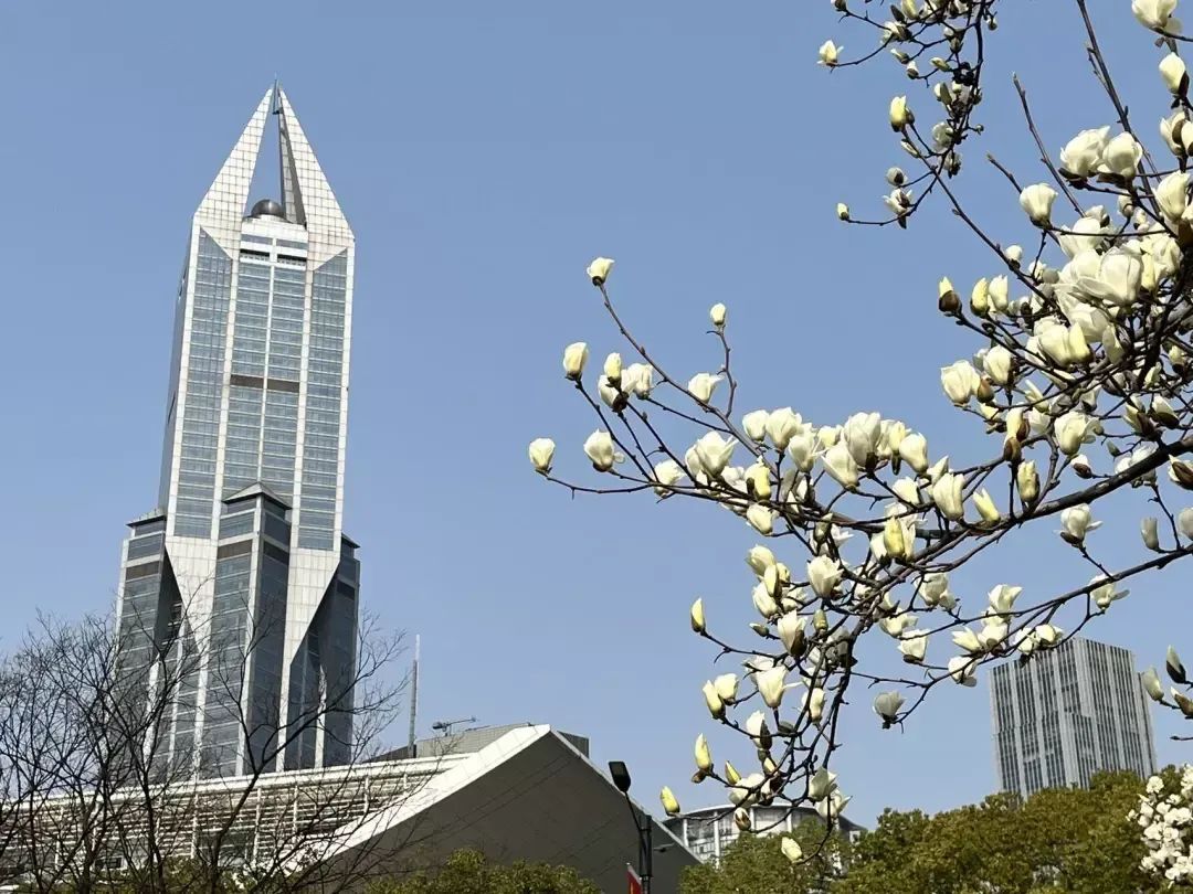 春意渐浓黄浦花花世界惹人爱