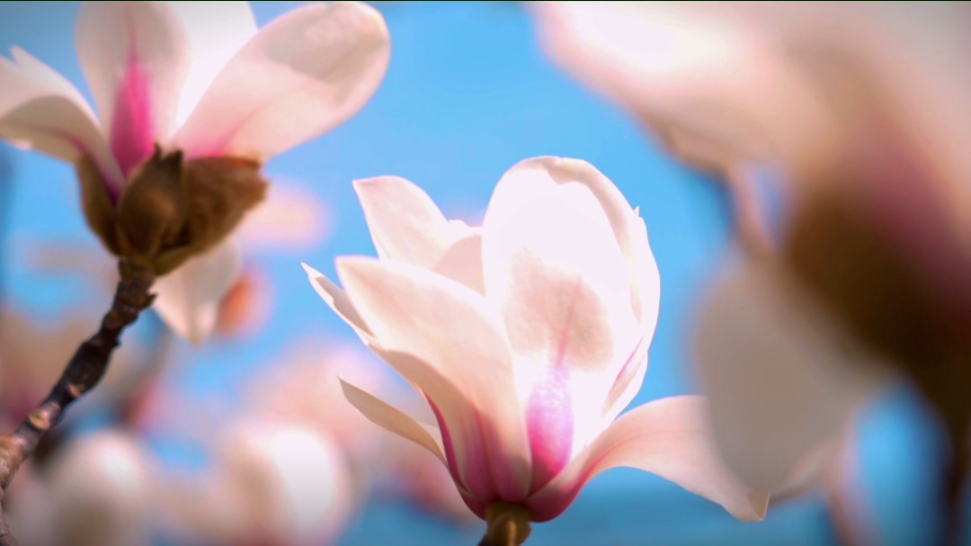 樱花车站冷门白玉兰观赏地帧帧是壁纸静安这些宝藏赏春点无需人挤人