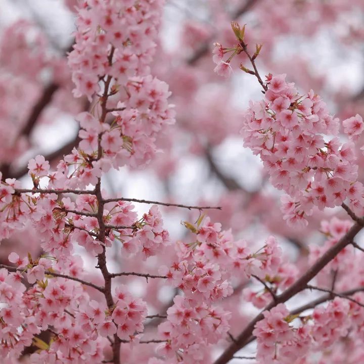 近10万人次2024上海樱花节首个周末迎来客流高峰
