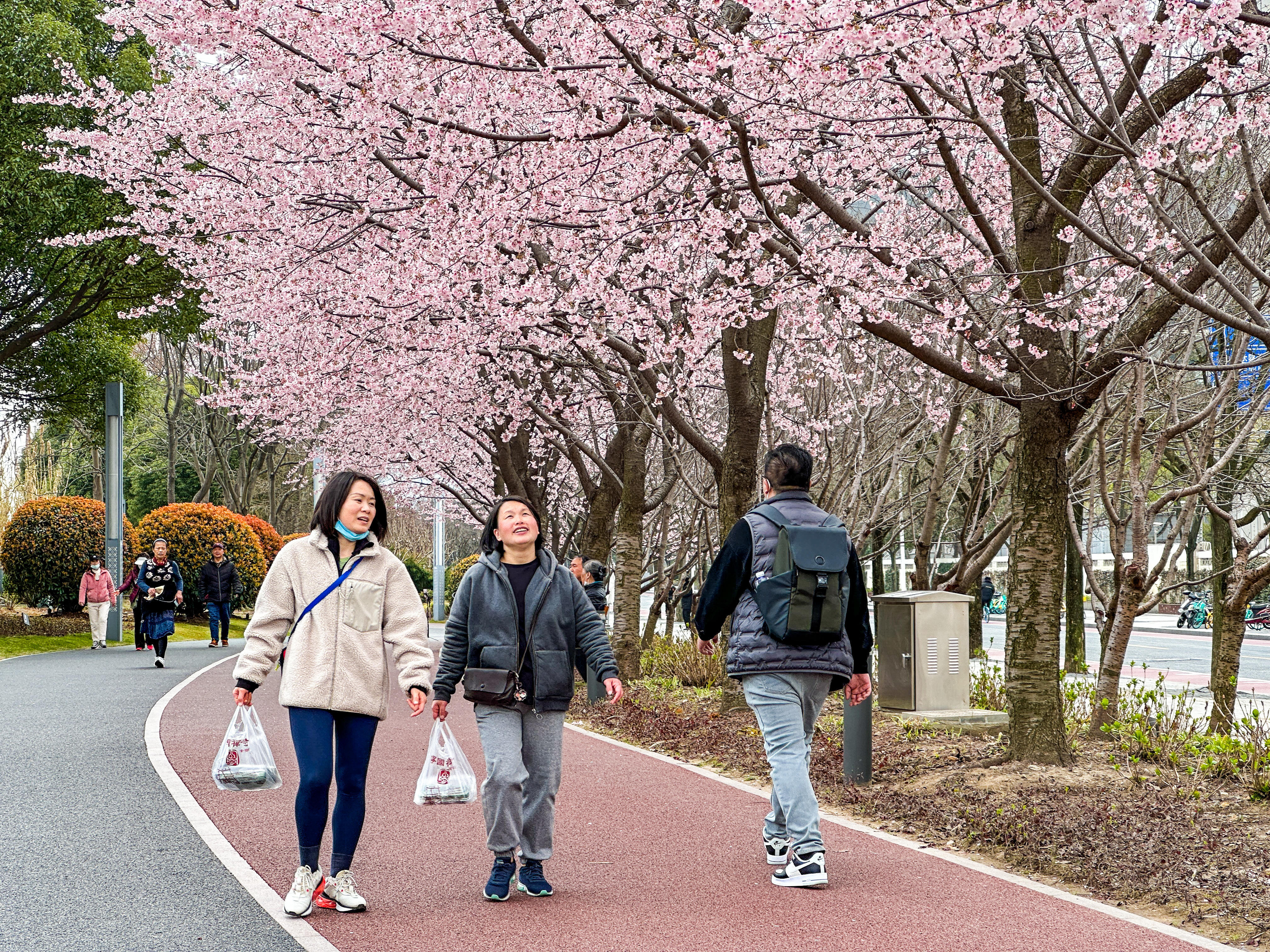 春日黄浦丨黄浦滨江步道的樱花开了速来打卡