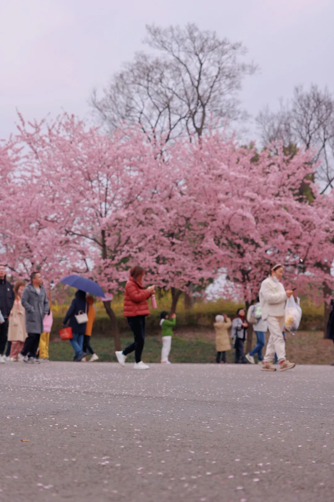 2024上海樱花节开幕后的首个周末,顾村公园迎来了第一波客流高峰,特别