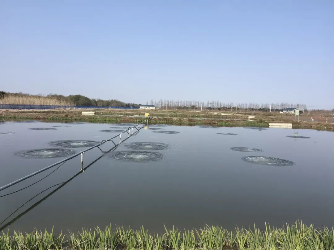 上海东风标准化水产养殖一场曝气氧化池光明集团在崇明的水产养殖基地