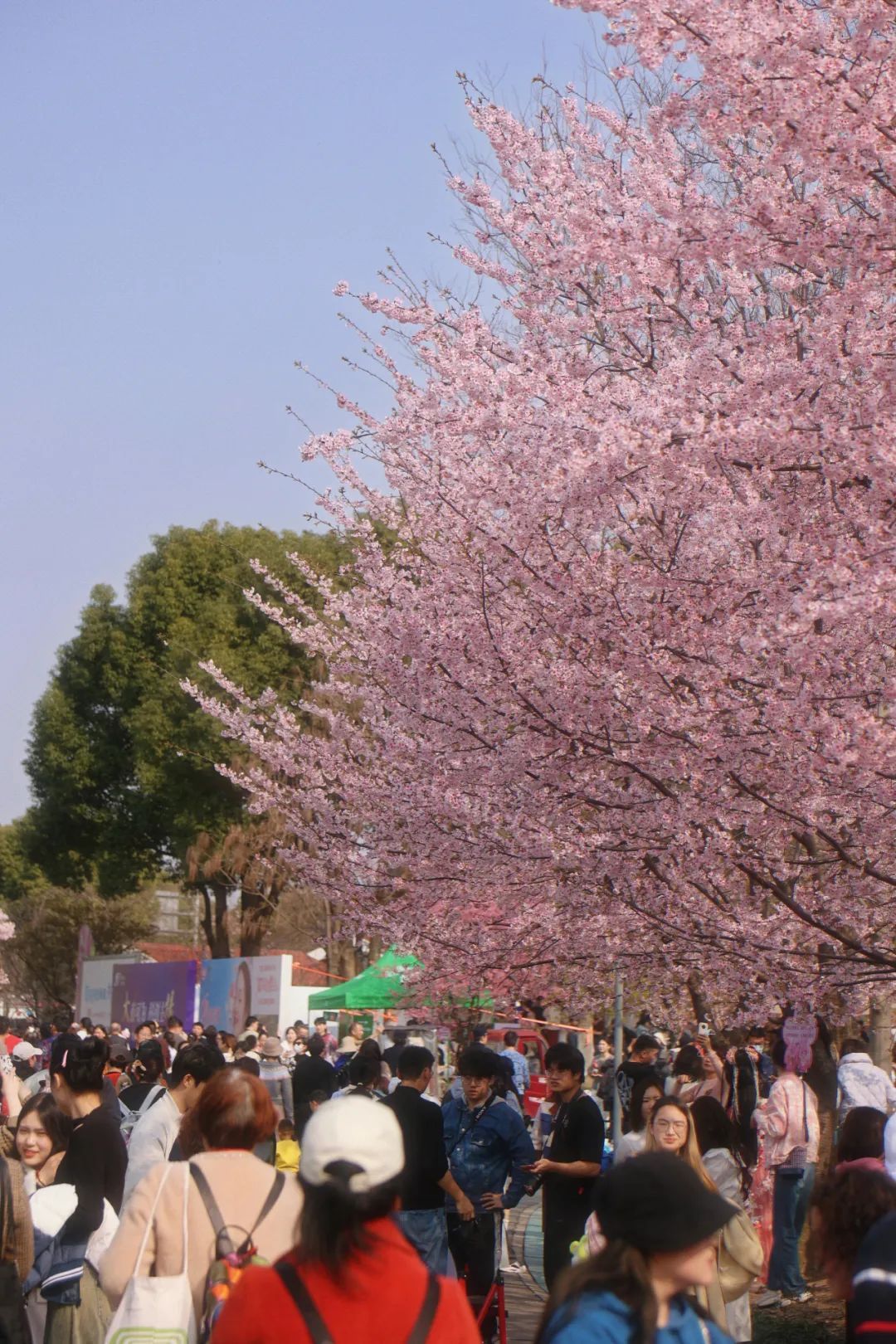 2024上海樱花节开幕后的首个周末,顾村公园迎来了第一波客流高峰,特别