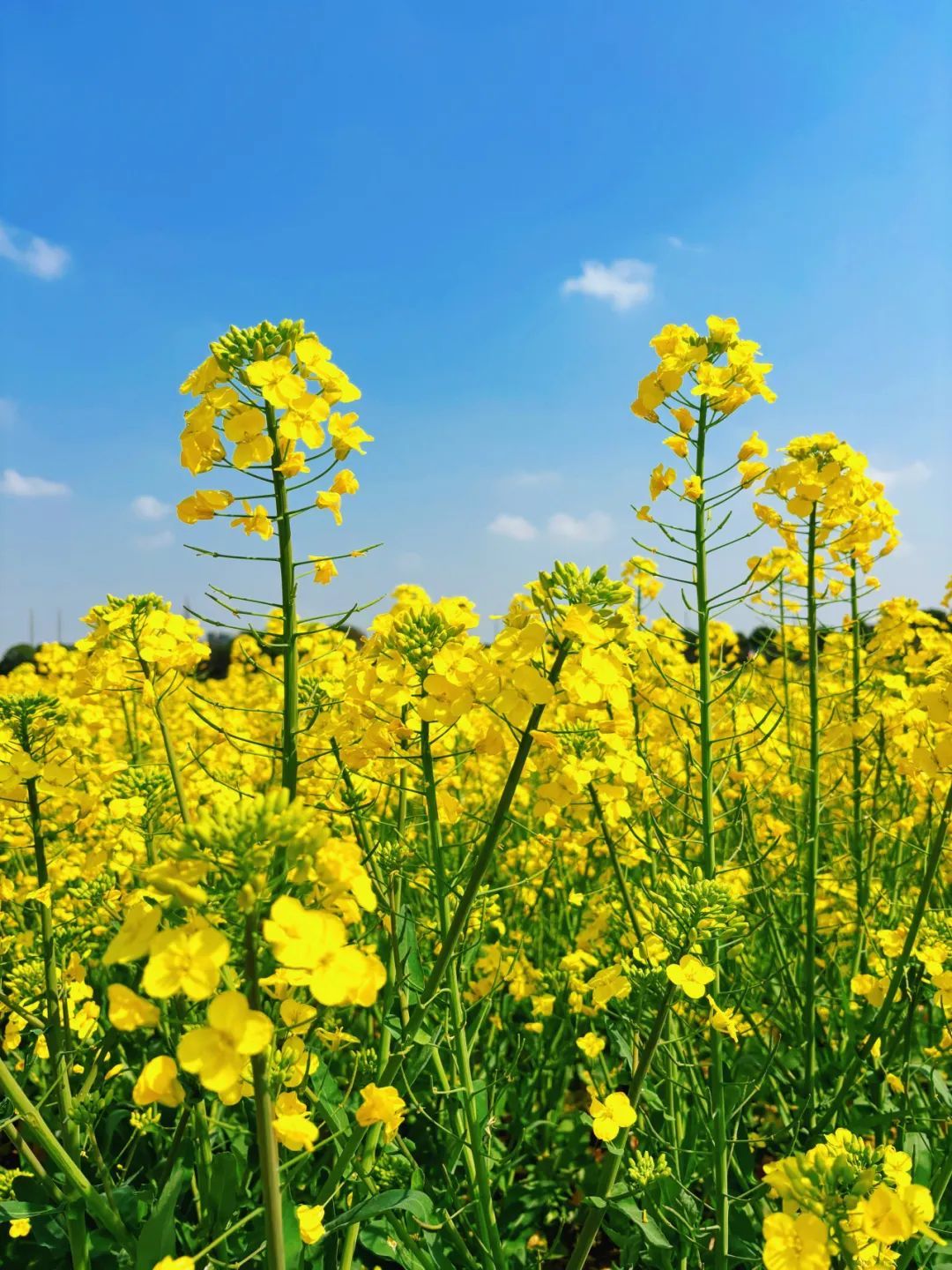 油菜花发朋友圈图片