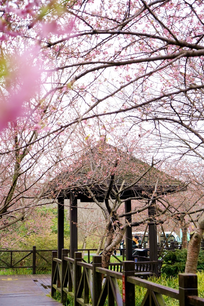 粉色花海如梦如幻小宝又来送上海樱花节门票啦