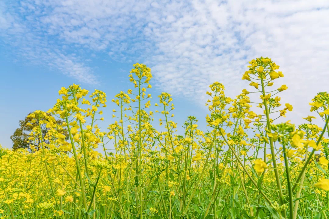 油菜花发朋友圈图片