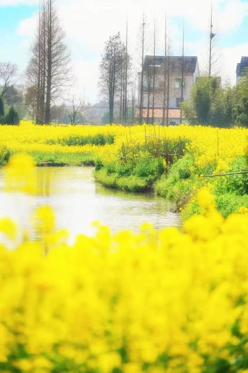 龙岩紫金山油菜花图片