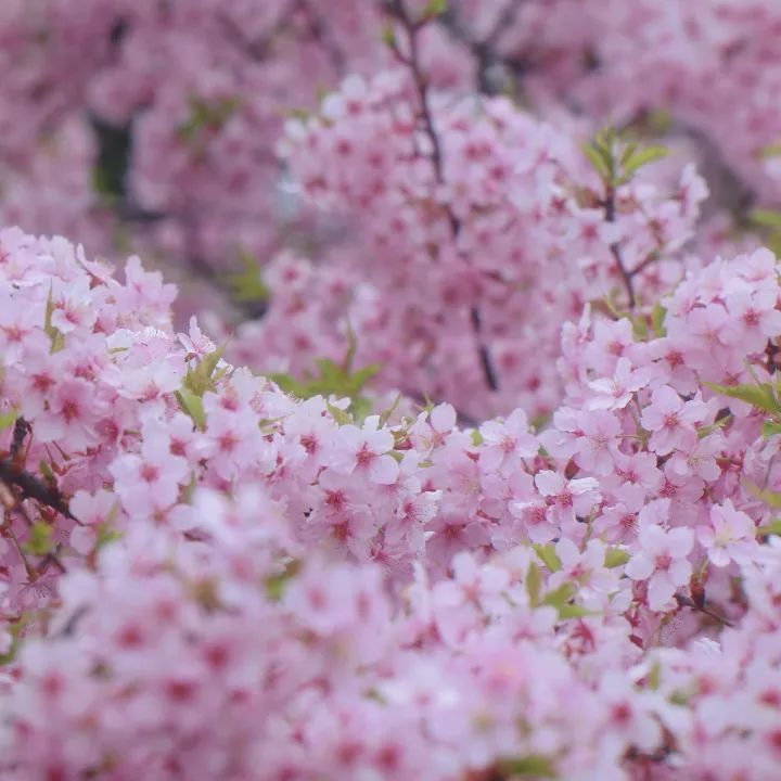 粉色花海如梦如幻小宝又来送上海樱花节门票啦