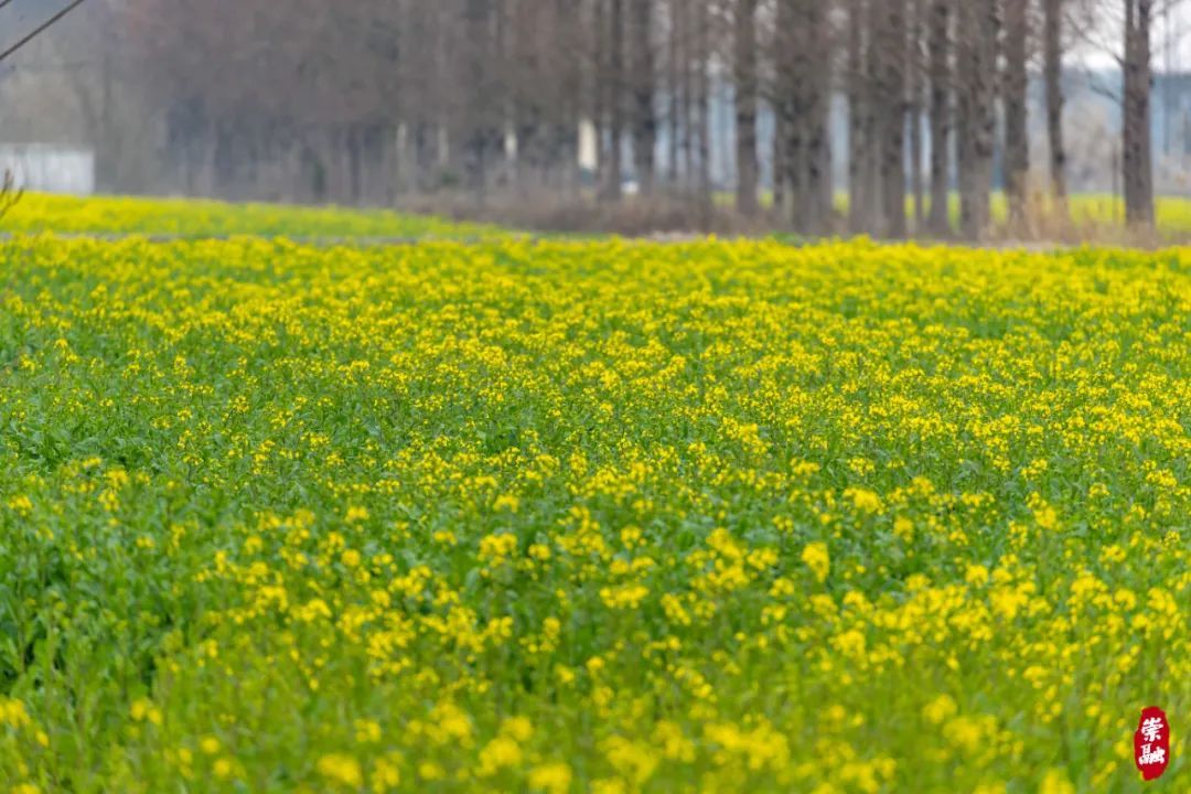 泰达城市公园油菜花图片