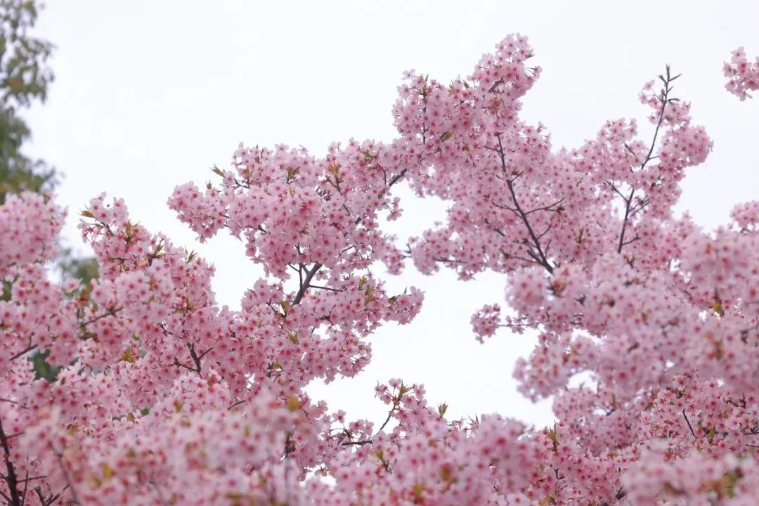 粉色花海如梦如幻小宝又来送上海樱花节门票啦