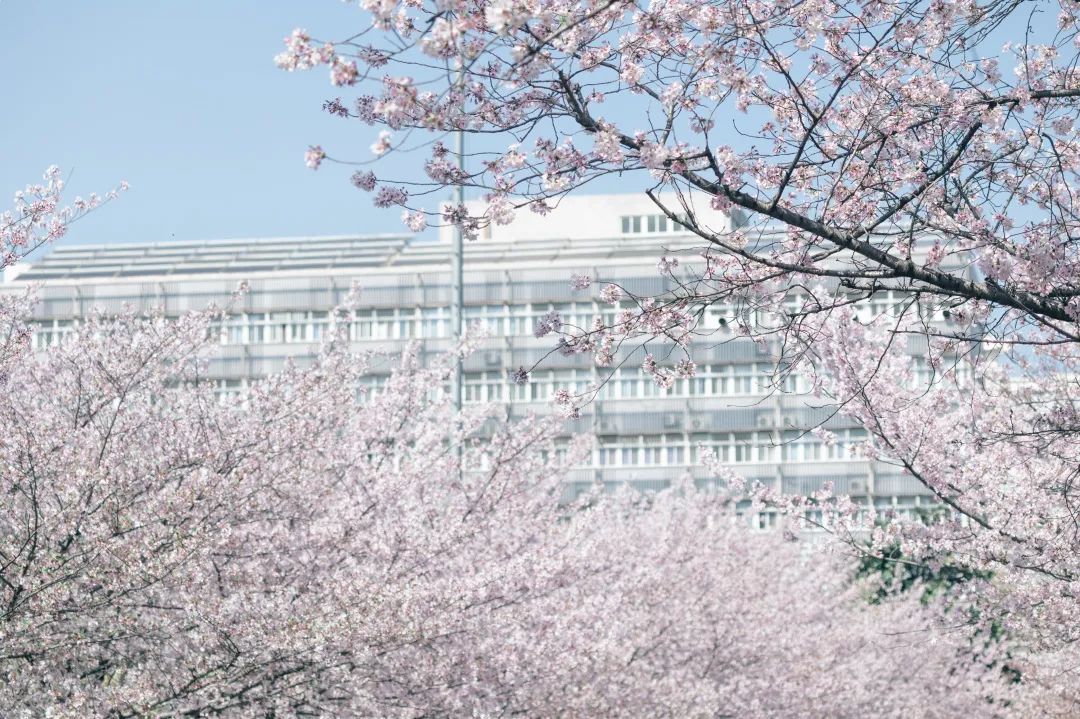 官宣同济大学发布赏樱期间校园管理公告