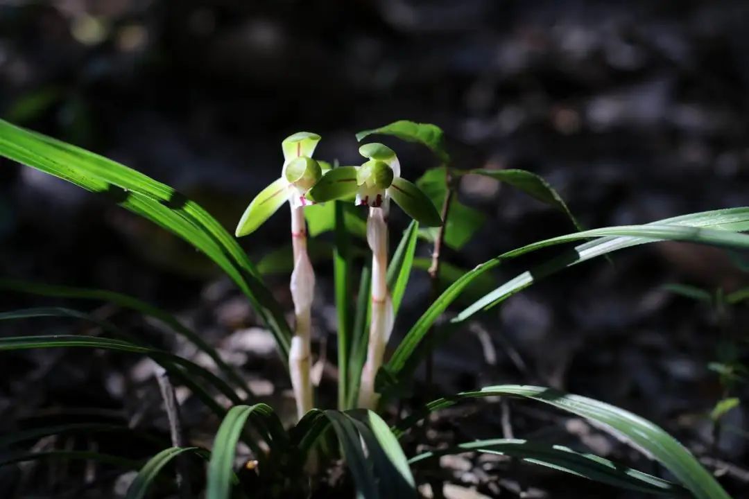 常见的地生兰的栽种要点丨小叶子有"花"招_上观新闻