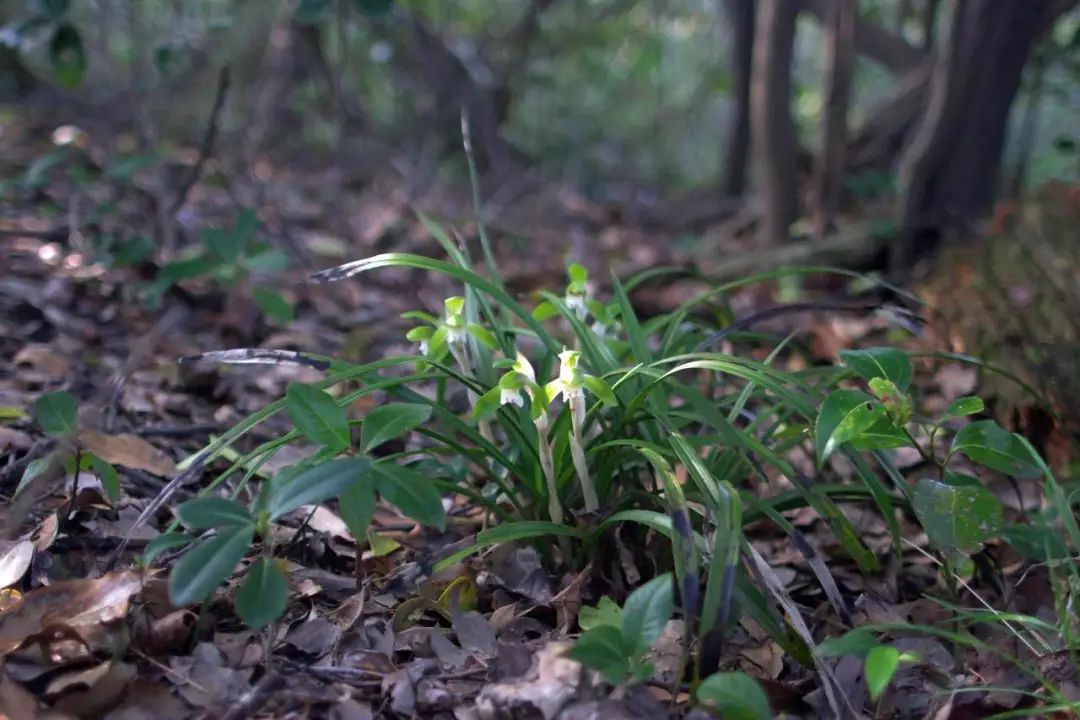 常见的地生兰的栽种要点丨小叶子有"花"招_上观新闻